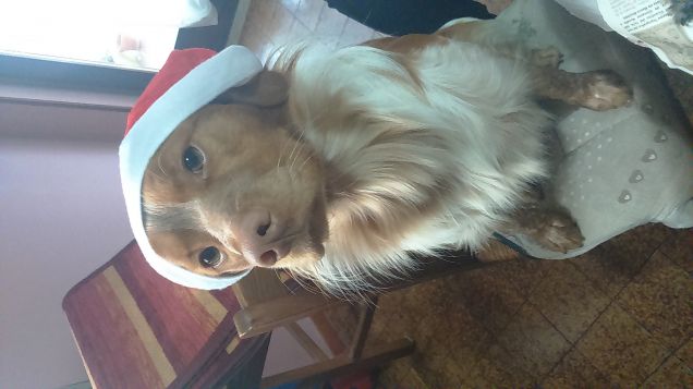 Roy e il mio migliore amico