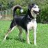 ROCKY - SIMIL SEGUGIO IN CERCA DI AFFETTO