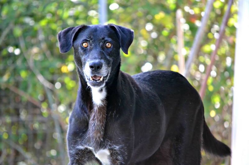 MARGHERITA - DOLCISSIMA CAGNOLINA IN CERCA DI AMORE
