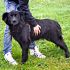 DOLCE - ARZILLA NONNINA, MIX PASTORE BELGA