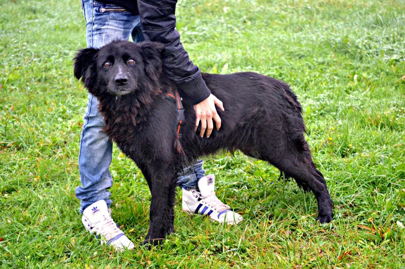 DOLCE - ARZILLA NONNINA, MIX PASTORE BELGA
