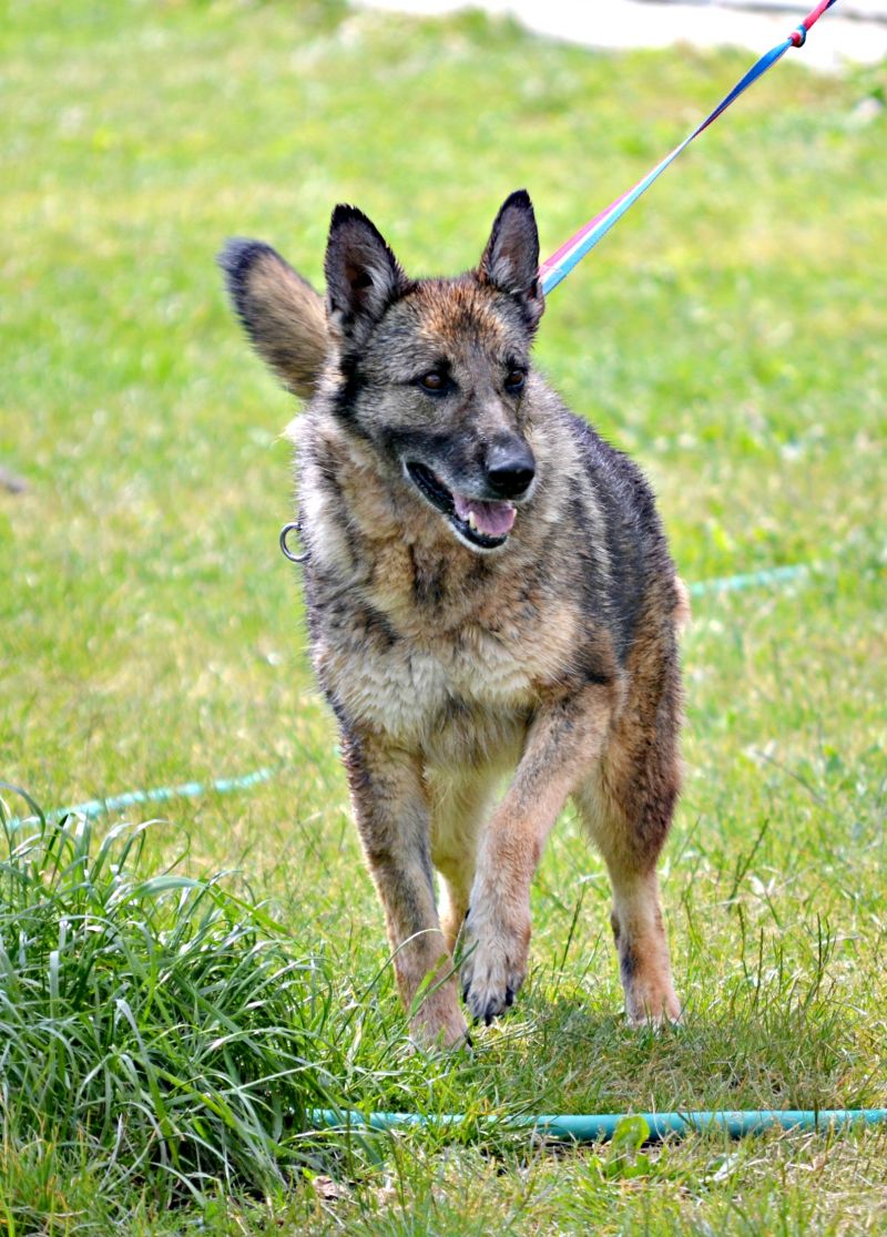 LULU' - MIX LUPO CECOSLOVACCO...BELLISSIMA...CERCA CASA !!