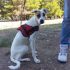MIRA - CAGNOLINA TIMIDONA...CERCA CASA !!