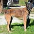 PACO - MIX MALINOIS ...CERCA CASA !!