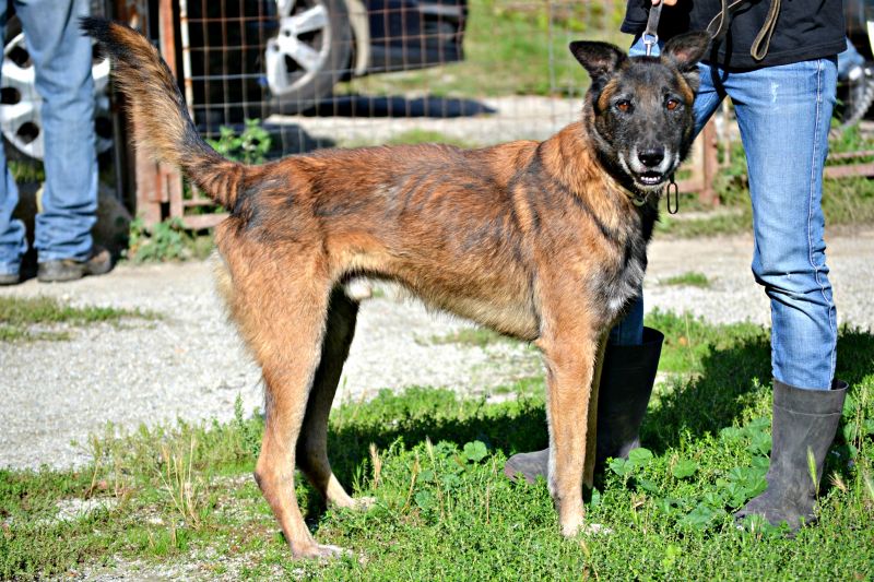 PACO - MIX MALINOIS ...CERCA CASA !!