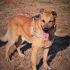 ZEUS - MIX PASTORE...5 ANNI, CERCA CASA !!!