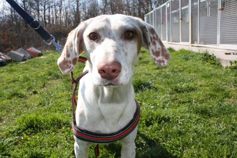 LEA - MIX SEGUGIA IN ADOZIONE