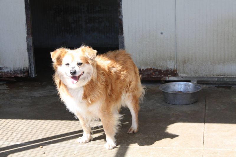 LELLO - MIX VOLPINO - CERCA CASA 