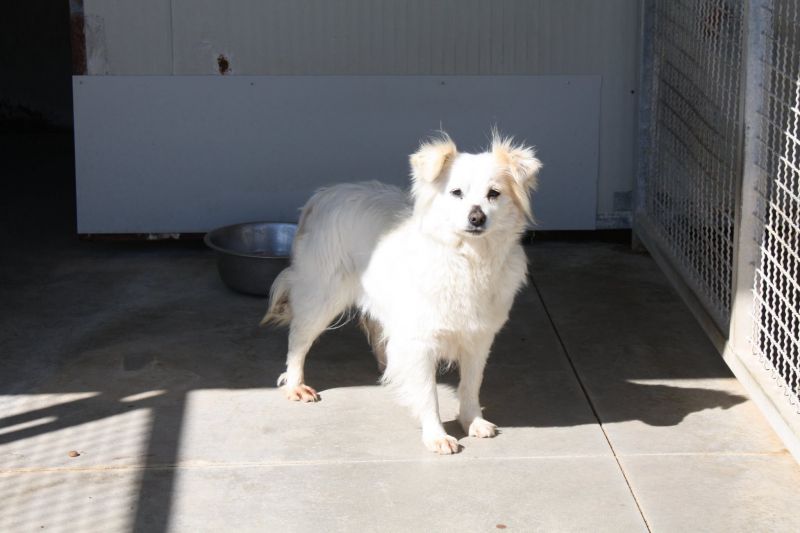 LELLA - MIX VOLPINO - CERCA CASA 