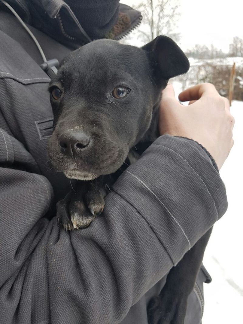 ALYS - CUCCIOLA MIX AMSTAFF DI TRE MESI