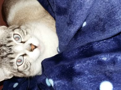 Perla, 