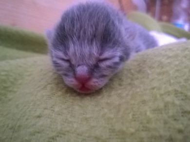 Gigia