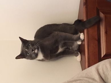 Felix
