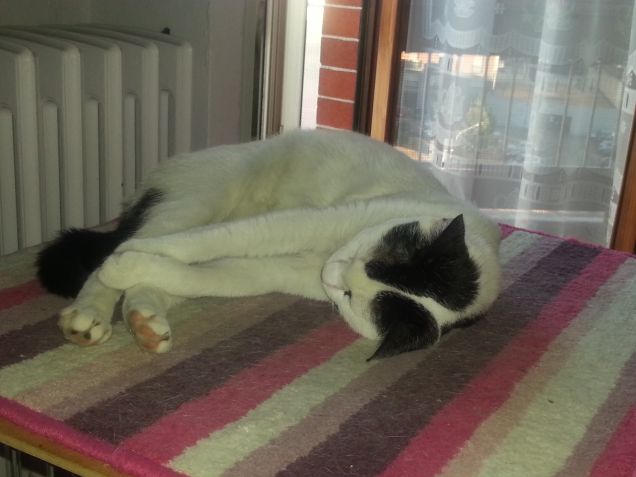 Il Mio amico termosifone 