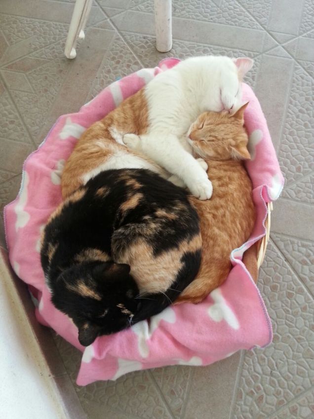 Felix  Batuffolo e Speedy