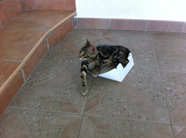 Tigrottino e la scatola