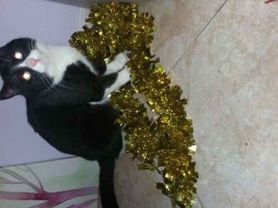 Giada/ciccio/tyson/tigra