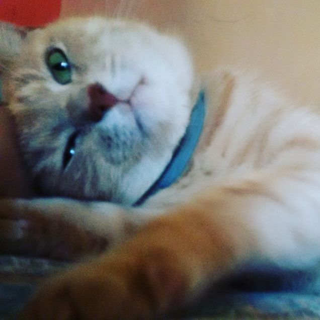 un buongiorno coccoloso