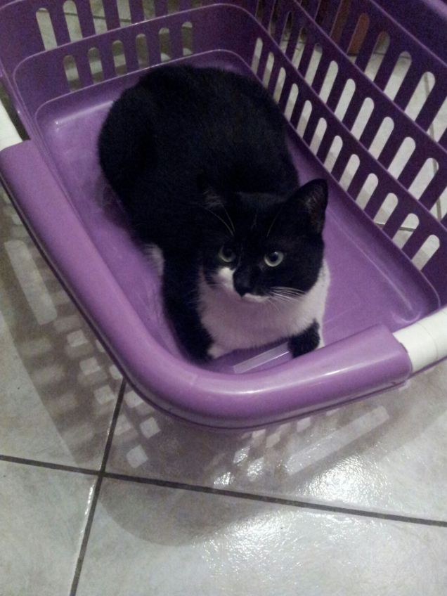 principino sulla cesta