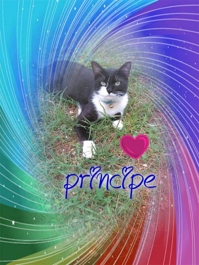 Amo principe perchè mi da' tanto amore