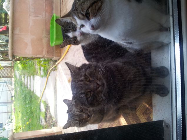 principessa,perla,romeo e pepito