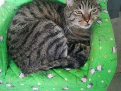 Sono 5 mici di nome Ragu' , Poldo , Minu' , Ciccetto e Godiva, p