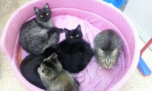 I miei tesori pelosi