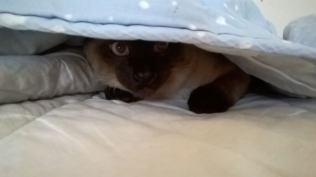 In agguato sotto al piumone!