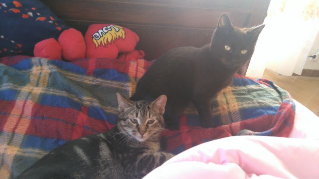 I miei piccini felici 