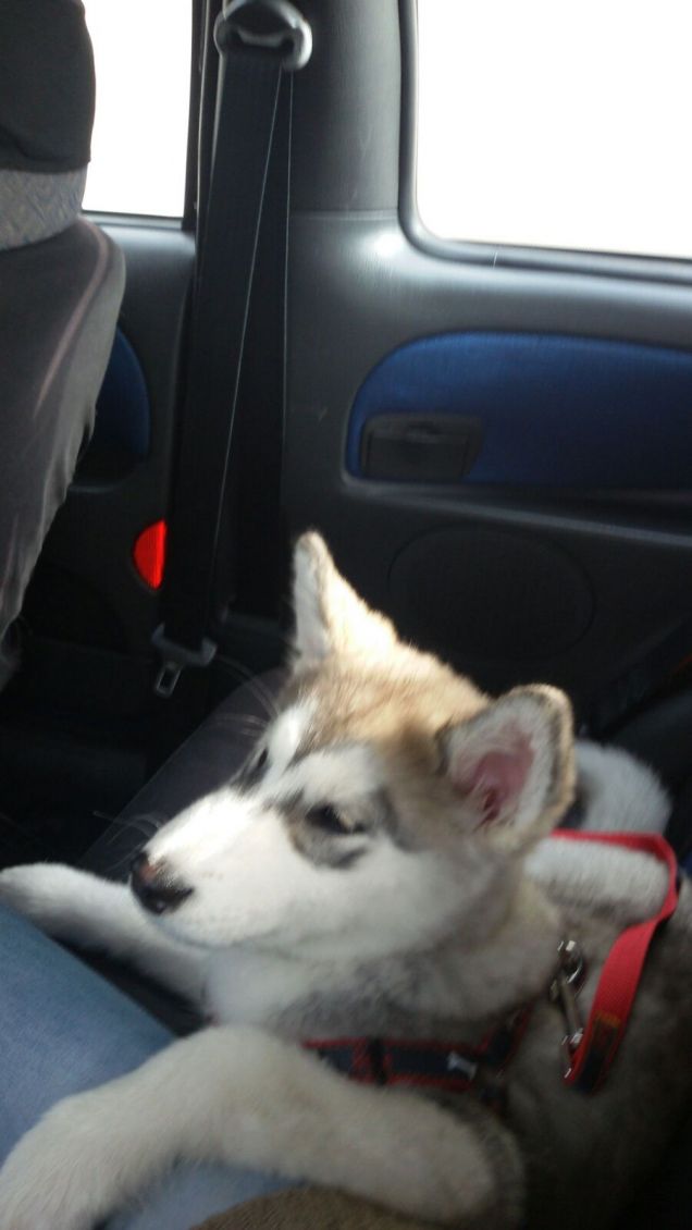 A passeggiooooo.....!!!