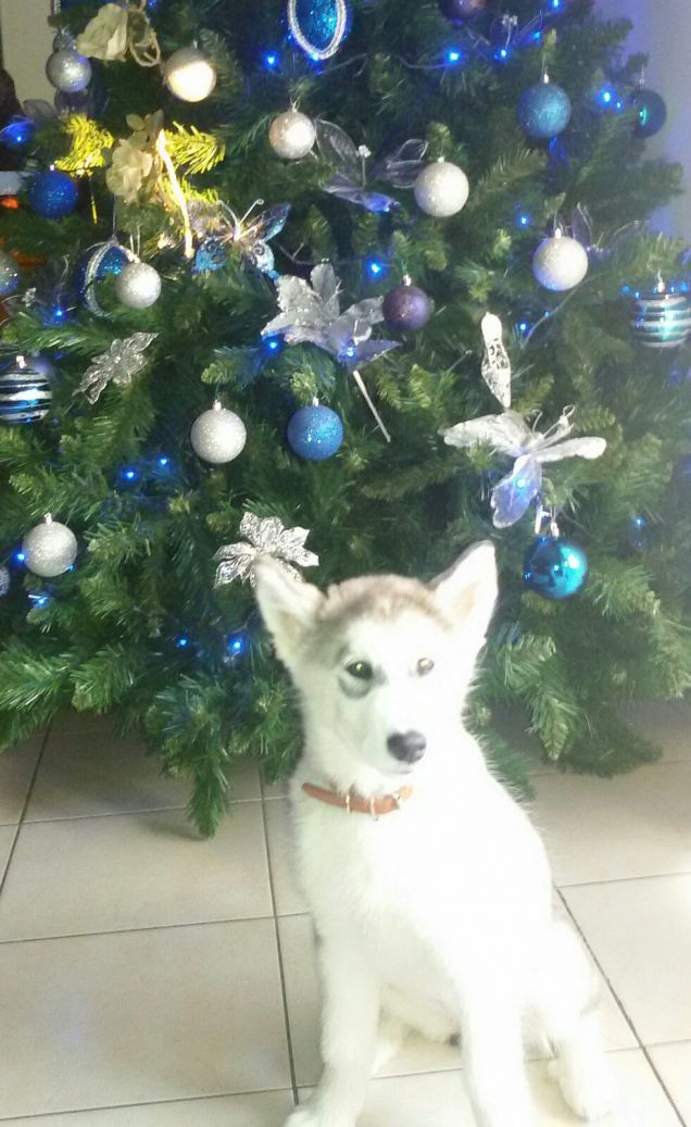 Il regalo più bello... (Sissy)