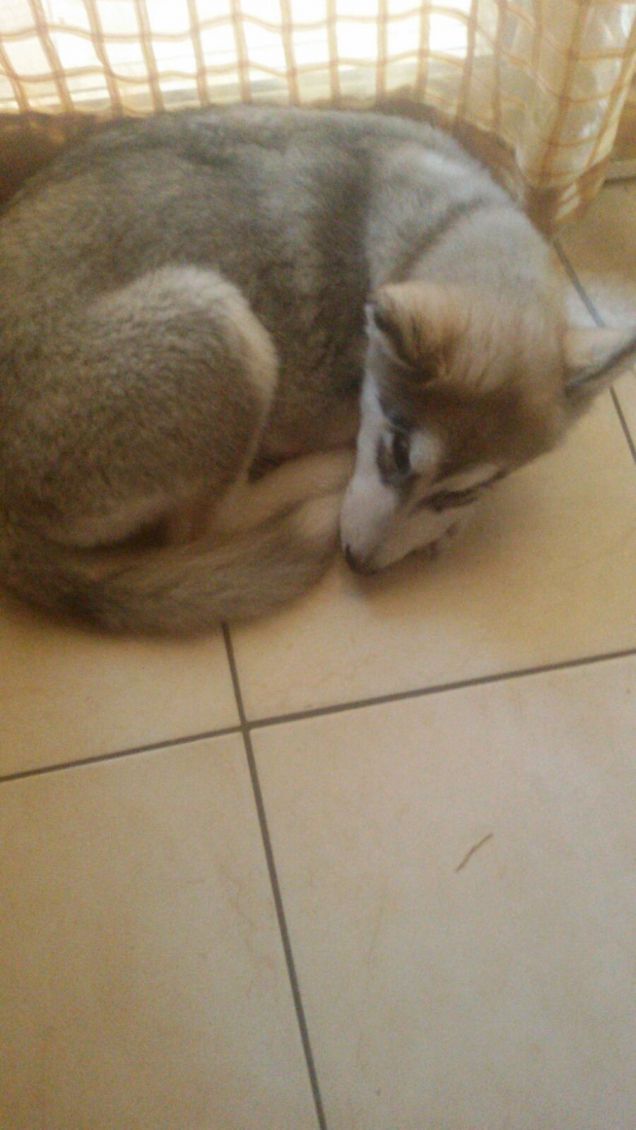 Il riposino pomeridiano