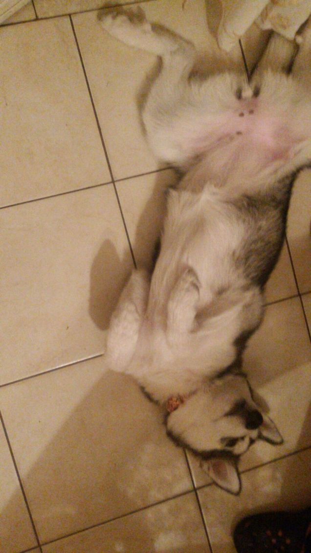 Sissy alla ricerca di coccole!!