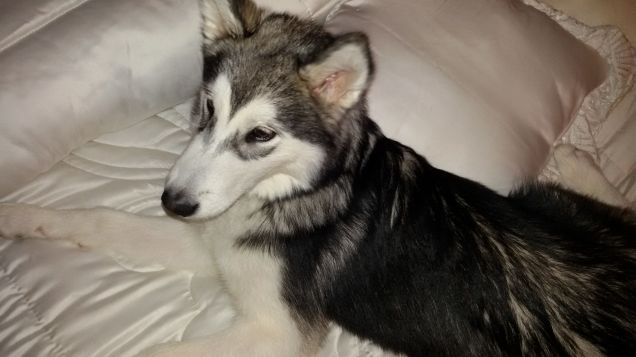 Lo amo perche' non mi lascia mai sola e mi tiene sempre compagnia!!