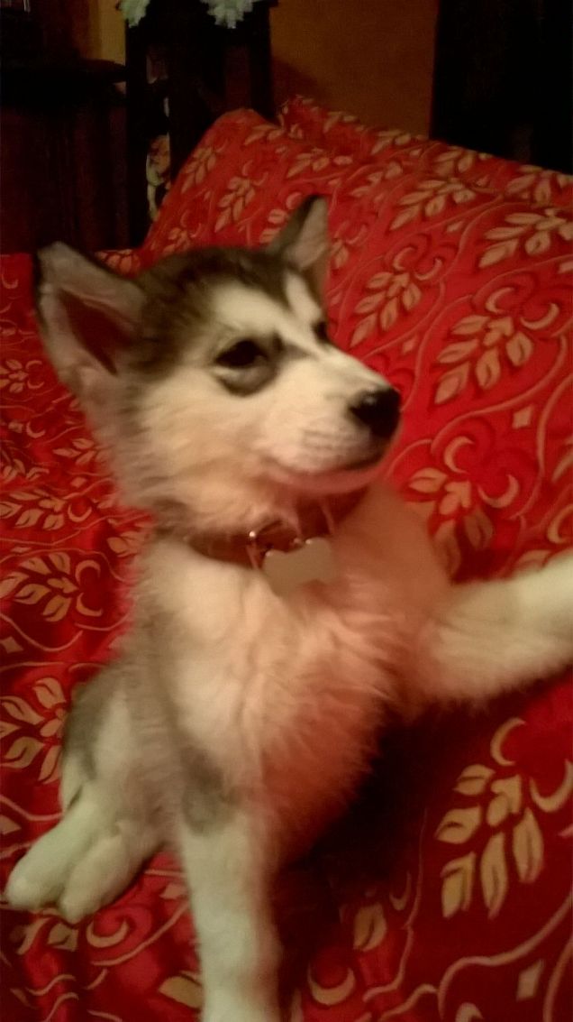 ...Perché ha sempre voglia di giocare