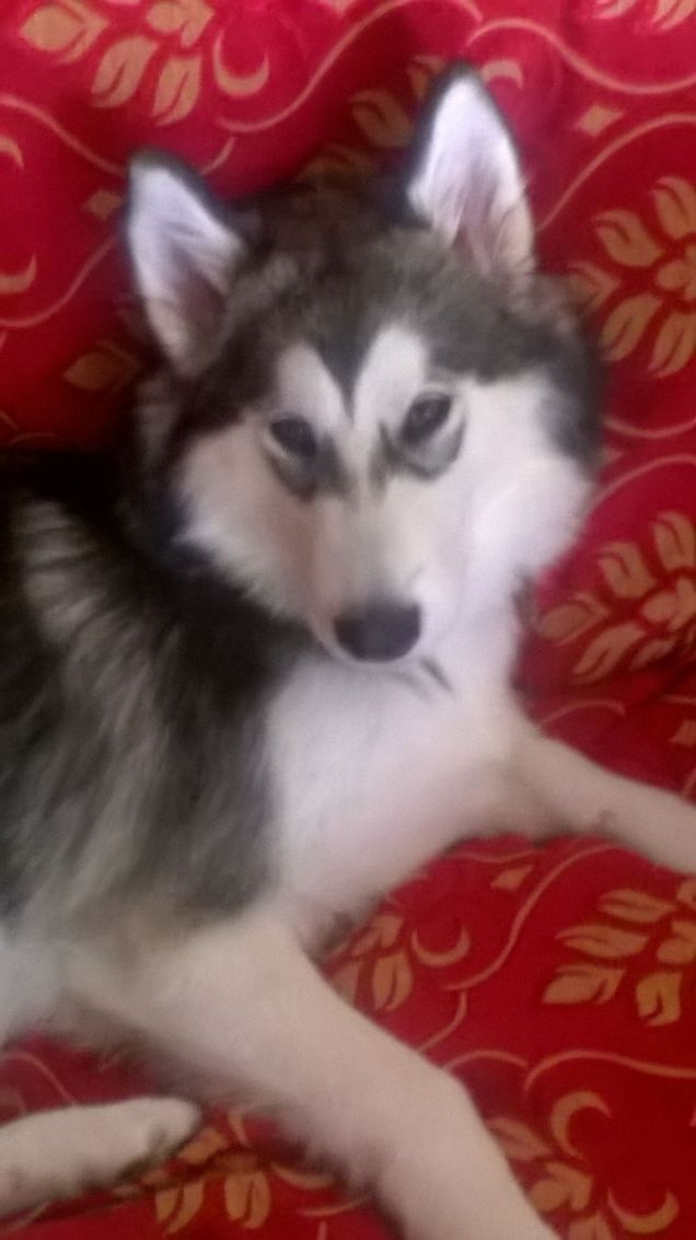 La amo perche' e' dolcissima!