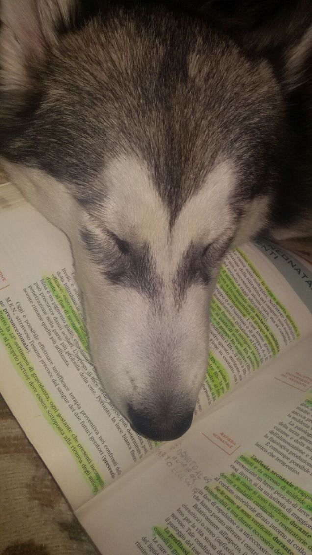 Non mi lascia nemmeno quando studio!! Che tenera