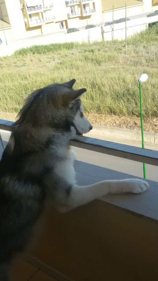 Anche lei affaccia al balcone! 