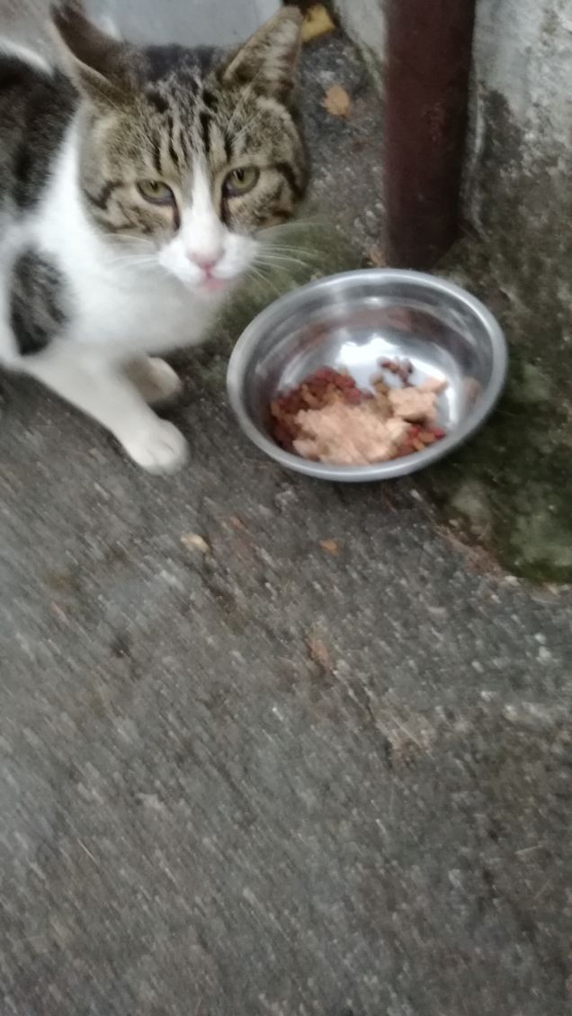 Più mangio più dimagrisco