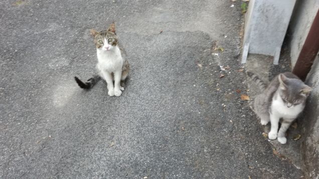 Il gatto perde i peli soltanto in presenza di gente allergica. (Garfield)
