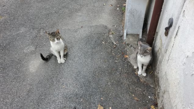 I gatti istintivamente sanno quando il loro padrone si sveglierà, così lo possono svegliare dieci minuti prima. (Garfield)