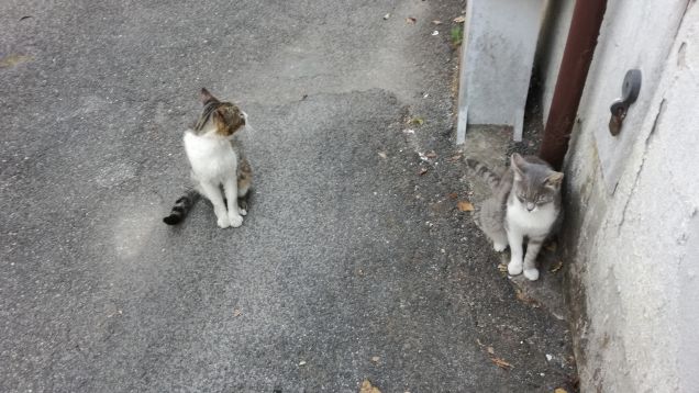 A me i gatti neri mi guardano in cagnesco (Toto')