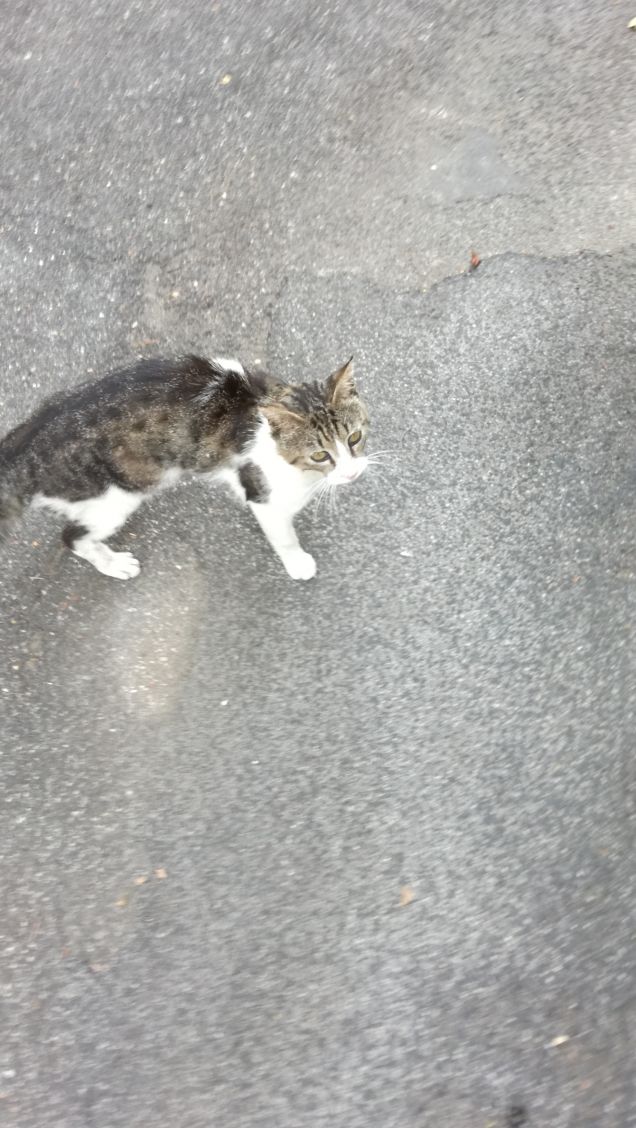 È piu' bello dare che ricevere, specialmente se si tratta di gattini. (Bill Cosby)