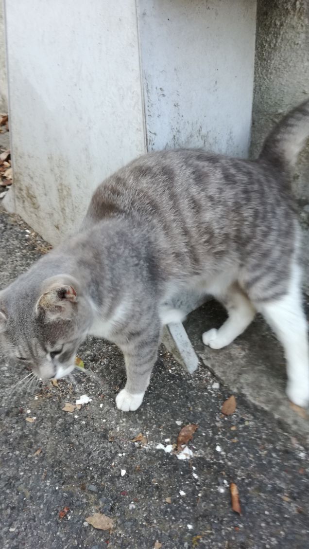 Se il gatto ha 9 vite, quanti fianchi ha?