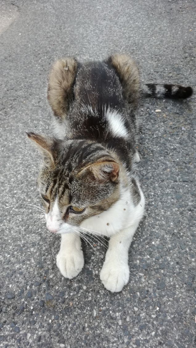 Un gatto ti permette di dormire sul letto. Sull'orlo. (Jenny De Vries)