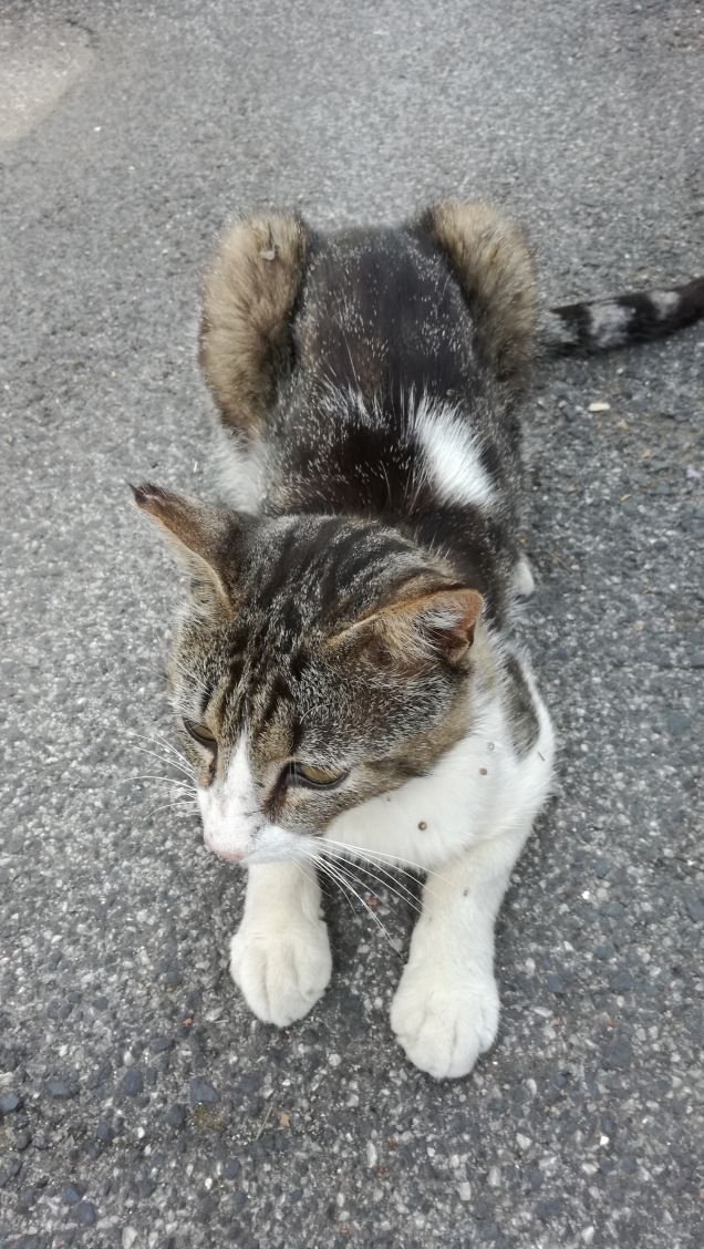 Un gatto nero che vi attraversa la strada significa che tale animale sta andando da qualche parte. (Groucho Marx)