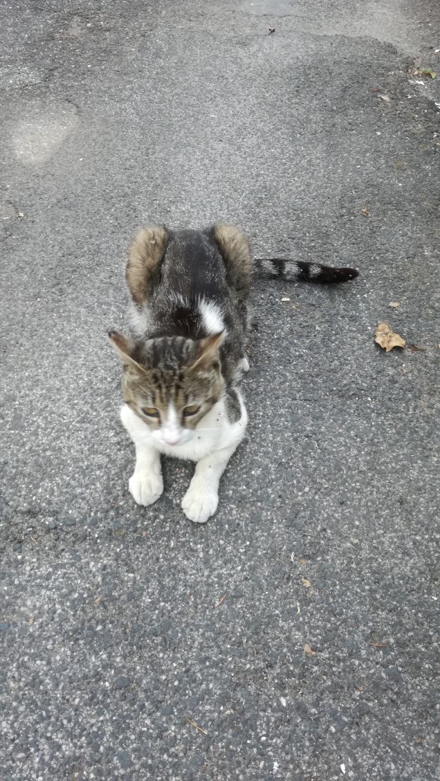 'I tuoi gattini sono maschi o femmine?'. 'Maschi. Non vedi che hanno i baffi?' (Jean Charles)