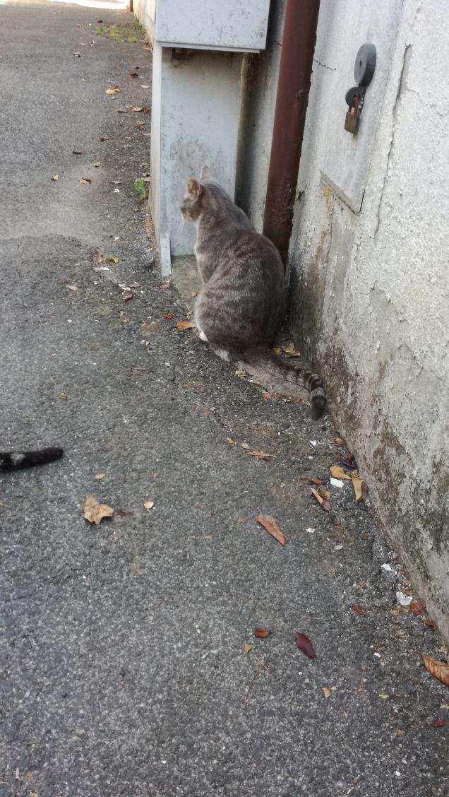 Non importa di che colore è il gatto, l'importante è che prenda i topi. (Mao Tze Tung) (Confucio)