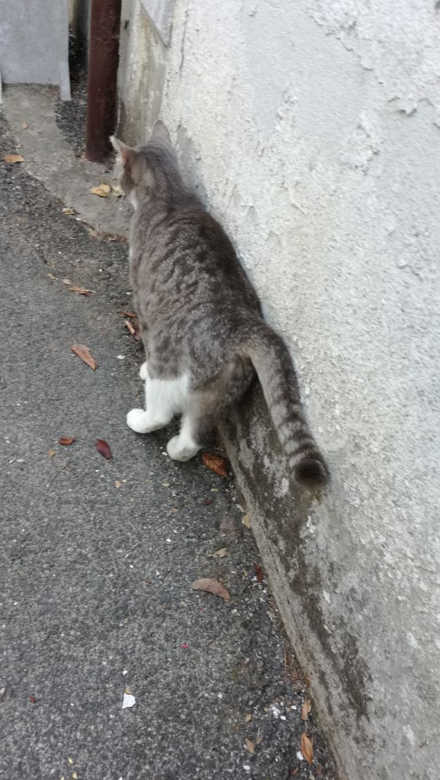 Se i gatti quando camminano vanno gattoni gattoni, i coyoti come camminano? (Zuzzurro e Gaspare)