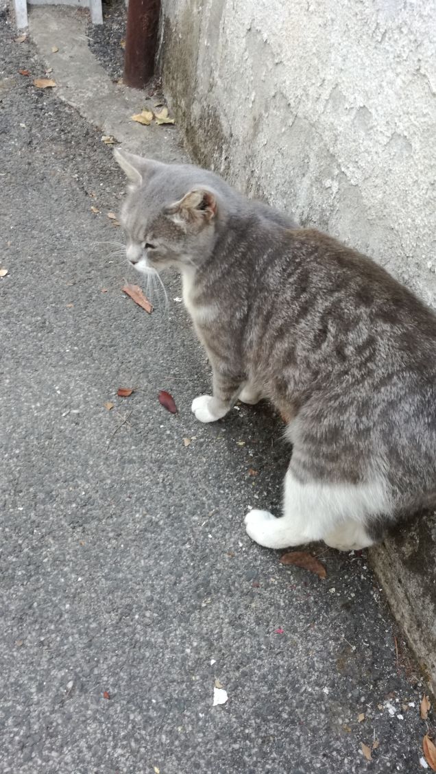 Dodici gatti siamesi fanno 1 gatto sia...anno!